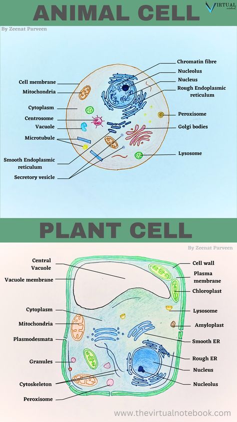 differences in plant and animal cells, similarities, structure and functions of both the cells