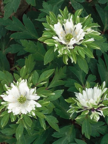 Enjoy truly fresh cut flowers when you grow these blossoming perennials in beds or borders. Shade Vegetables, White Perennial Flowers, Container Gardening Shade, Wood Anemone, Hgtv Garden, Stunning Flowers, Zen Garden Design, Full Sun Perennials, Garden Flower Beds