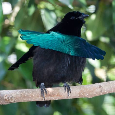 Superb Bird-Of-Paradise Greater Bird Of Paradise, Octopus Species, Wild Kratts, Kingdom Animalia, Rare Birds, San Diego Zoo, Bird Of Paradise, Small Birds, Large Animals