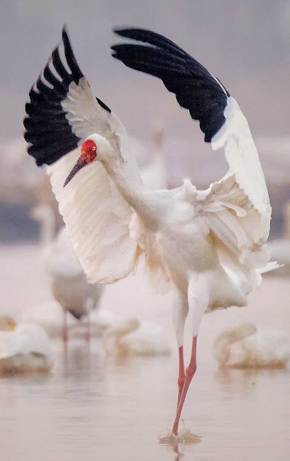 Siberian Crane, Crane Bird, Nature Reserve, Vacation Spots, Birds, China, Animals, Nature