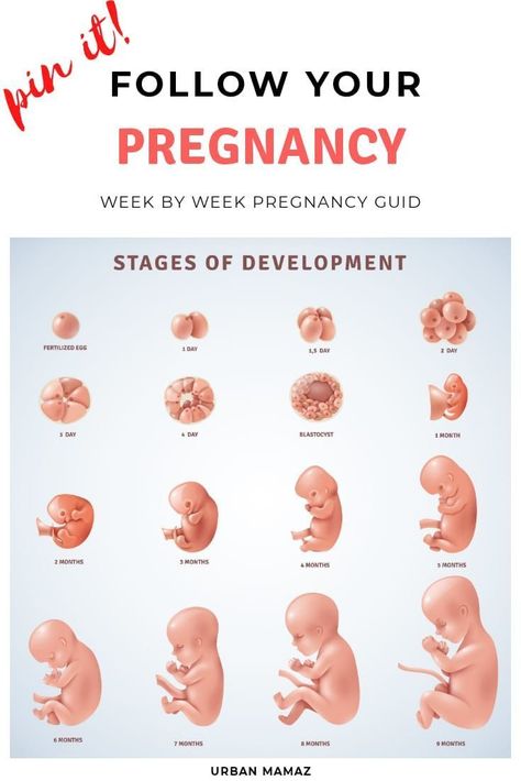 Pregnancy stages. Follow you baby's development. Discover you pregnancy stages. All you need to know about your pregnancy here - pregnancy week by week guide includes all the pregnancy weeks, trimesters, stages. READ MORE 》 Stages Of Pregnancy Weekly, Pregnancy Development, Pregnancy Weeks, Stages Of Baby Development, Pregnancy Calendar, Stages Of Development, Pregnancy Week, Healthy Pregnancy Tips, Baby News