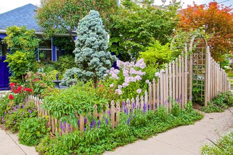 modern cottage garden surrounded by a wood picket fence with an arbor Small Cottage Garden Design, Garden With Fence, Modern Cottage Garden, Cottage Garden Design Ideas, Small Cottage Garden, Cottage Gardening, Panicle Hydrangea, Mediterranean Plants, Cottage Garden Design