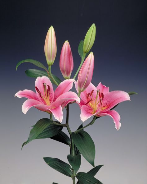 Tiber Oriental Lily Lily Pictures, Lily Painting, Different Types Of Flowers, Day Lilies, Small Canvas Paintings, Fruit Wallpaper, Flower Landscape, Flower Care, Pretty Plants