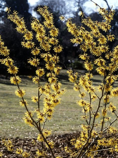 Hazel Plant, Low Maintenance Landscaping Front Yard, Backyard Drainage, Plant Types, Low Maintenance Shrubs, Low Maintenance Landscaping, Easy Care Plants, Attract Butterflies, Hardy Plants