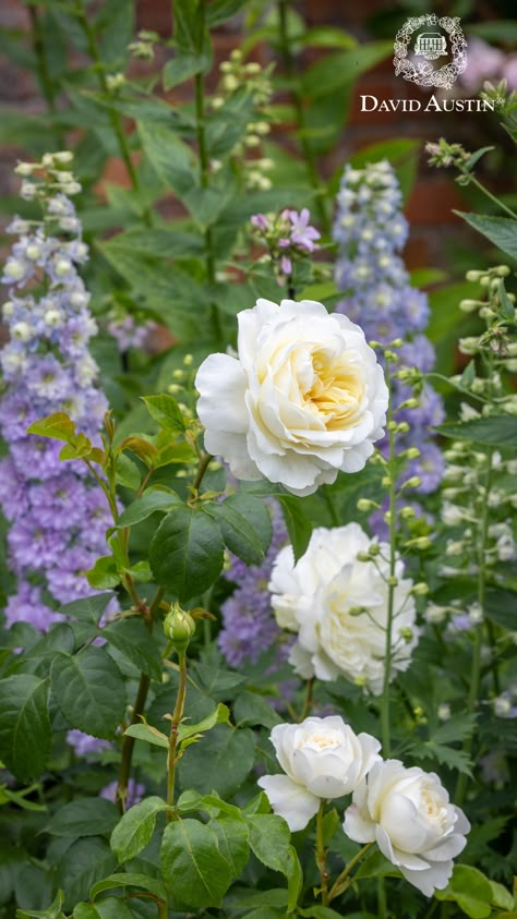 Flowers That Look Like Roses, Peonies And Roses Garden, Quicksilver Rose, White And Purple Garden, Roses And Boxwood, Tranquility Rose, Roses In Garden, Garden With Roses, Rose Hedge