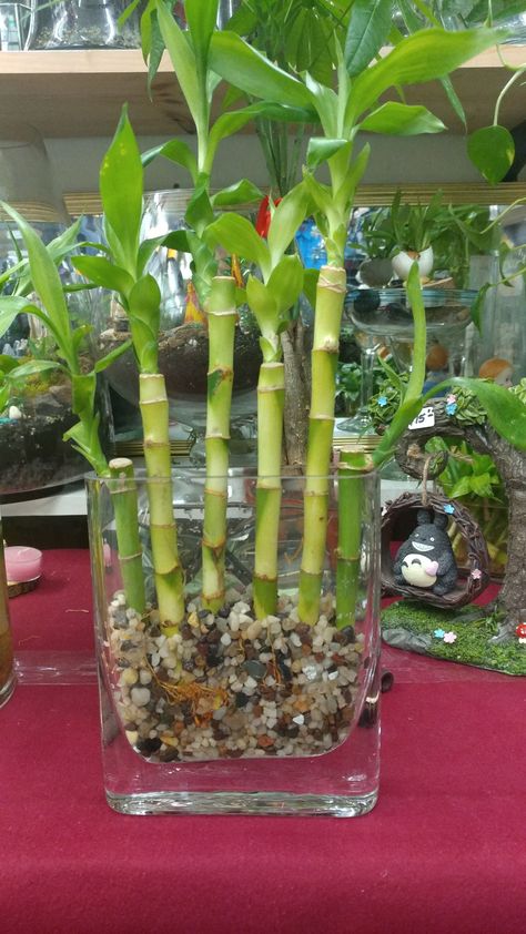 Bamboo Plant Decor, Patio Landscape Design, Water Plants Indoor, Plants Grown In Water, Plants In Jars, Lucky Bamboo Plants, Indoor Water Garden, Lucky Plant, Home Decor Ideas Diy