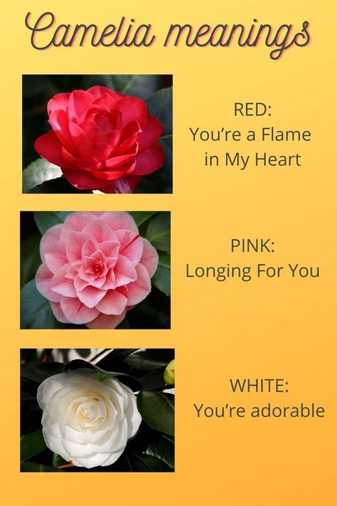 There are so many flowers with meanings that often symbolize emotions and thoughts. I must grow some camelias next year! The beautiful white camelia is featured in the newly published 'Victorian Flower Meanings' - a printable to bring joy to your home :-) Find out more about this instant downloadable. #flowers #flowermeanings #meaningofflowers #camelias #healthyliving Camellia Flower Aesthetic, Camellia Aesthetic, Flowers Language, Camelia Flowers, White Camelia, Negative To Positive, Camelia Flower, Flower Language, Flower Meanings