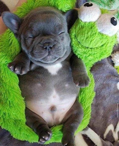 French Puppy, Fat Puppies, Cute Bulldogs, Baby Animals Pictures, Cute Little Puppies, French Bulldog Puppies, Baby Animals Funny, Cute Dogs And Puppies