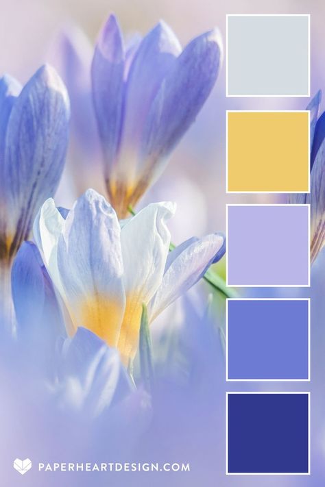 Close up photo of a crocus blooming in spring with a color palette overlay featuring shades of purple and yellow, by Paper Heart Design 6 Color Combinations Colour Palettes, Spring Flower Palette, Spring Color Palette Fashion, Blue Spring House Of Colour, Blue Floral Color Palette, Springtime Color Palette, 2024 Spring Colors, Spring Colour Scheme, Easter Color Palette 2024