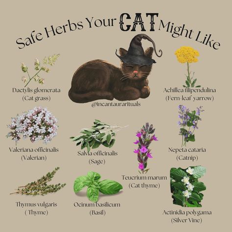 Safe herbs your cat might like 🤍 🐱✨ #catlover #herbs #witchythings #witchcraft #rituals Cats Claw Magical Properties, Cat Safe Simmer Pot, Cat Friendly Herbs, Real Witchcraft, Witchcraft Rituals, Dark Psychology, Magickal Herbs, Witchy Tips, Witchcraft Spells