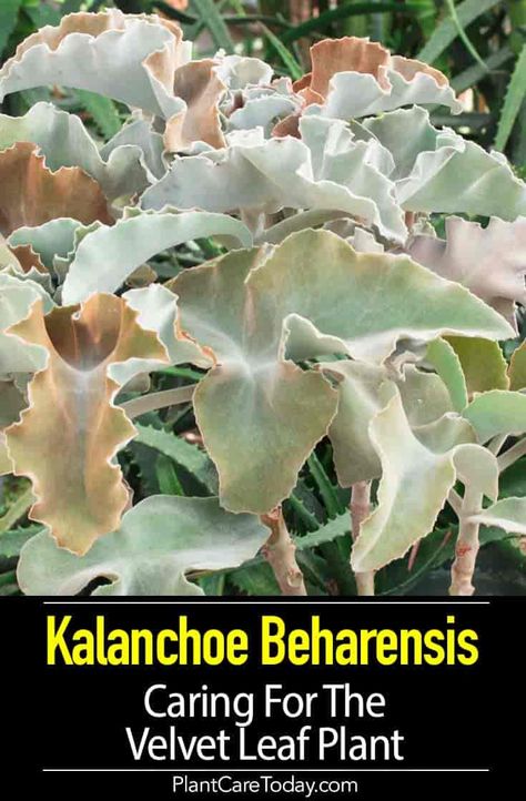 Kalanchoe Beharensis a slow-growing hardy, large succulent, triangular leaves called the Velvet Leaf plant reaches 10’ to 12’ feet. Growing & Care [DETAILS] Kalanchoe Beharensis, Kalanchoe Plant, Indoor Gardening Supplies, Diy Container Gardening, Container Garden Design, Front Garden Design, Minimalist Garden, Inside Plants, Leaf Plant