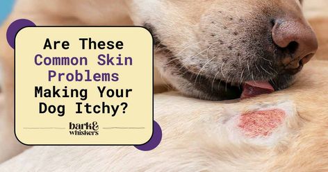 Are These Common Skin Problems Making Your Dog Itchy? Dog Skin Problems Pictures, Addisons Disease, Skin Condition, Dog Skin, Dog Allergies, Medical Terms, Skin Disorders, Itchy Skin, Essential Fatty Acids