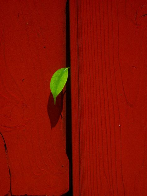 Color Splash Photography, Color Harmony, Foto Art, The Fence, Aesthetic Colors, Red Aesthetic, Complementary Colors, Green Aesthetic, Color Theory