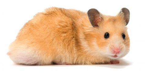 Thinking about getting a hamster? this quiz site is really good for finding the right one! Hamster Species, Winter White Hamster, Hamster Breeds, Bear Hamster, Hamsters As Pets, Cage Hamster, Hamster Care, Baby Hamster, Syrian Hamster