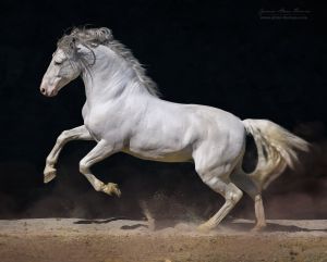 Therapeutic Horseback Riding, Lusitano Horse, Horse Running, Horse Anatomy, Andalusian Horse, Majestic Horse, Horse Drawings, Horse Sculpture, Equine Art