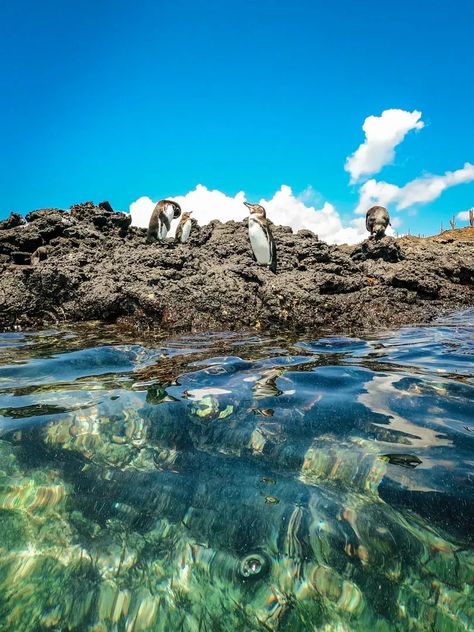 Wildlife highlight - spotting and snorkeling with penguins! Sheltered by the bigger Santiago Island, the water is calm yet deep enough to attract some spectacular wildlife like penguins and sharks. Read the full guide on the Galapagos Islands Cruise and what to see -- galapagos Islands ecuador | galapagos Islands ecuador cruise| animal photography | ecuador luxury cruise| ecuador travel | galapagos Islands | luxury cruise I penguin Galapos Islands, Galapagos Islands Aesthetic, Islas Galapagos Ecuador, Galapagos Islands Photography, Travel Visionboard, Galapagos Islands Travel, Galapagos Island, Galapagos Ecuador, Ecuador Travel