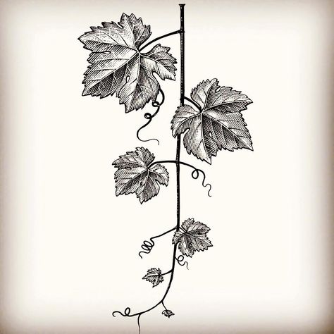 Grapevine Drawing, Grape Vine Drawing, Grapevine Tattoo, Plants Tattoo, Etching Art, Steven Noble, Wine Leaves, Vine Drawing, Grape Plant