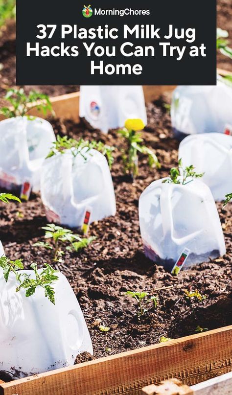 Any hack with which to reuse a plastic milk jug is fabulous as it saves the environment, and can become a very useful tool around the home and garden! Garden Preserving, Milk Jugs Garden, Garden Ideas With Plastic Bottles, Planting Hacks, Irrigation System Diy, Milk Jug Crafts, Plastic Milk Bottles, Gardening Tricks, Plastic Jugs