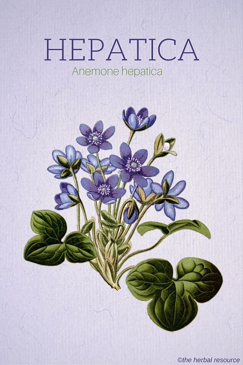 Anemone Hepatica, Medical Herbs, Herbal Plants, Herbal Apothecary, Healing Plants, Herbal Healing, Herbs For Health, Wild Plants, Edible Plants