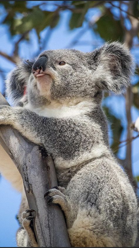 Koala Aesthetic, Koala Pictures, Koala Cake, Mammals Animals, Koala Marsupial, Koala Tattoo, Koala Drawing, Cake Bear, Cute Animal Tattoos