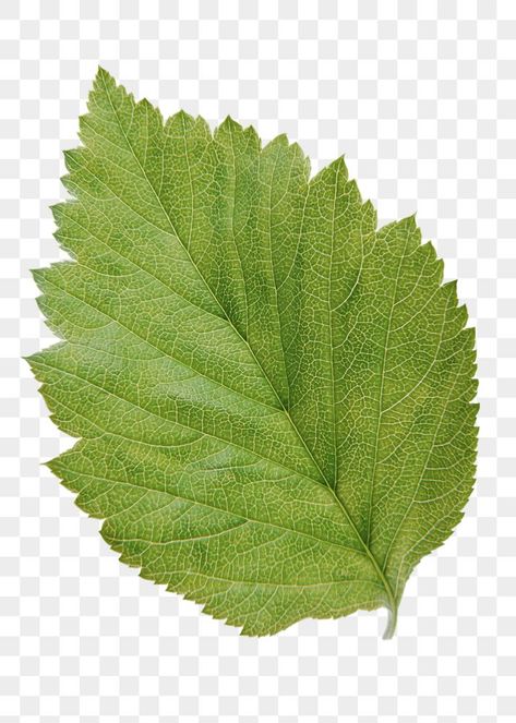 Hibiscus Leaf, Hibiscus Leaves, Leaf Png, Leaves Png, Leaf Images, Backgrounds Free, Green Leaf, Design Graphique, Free Image