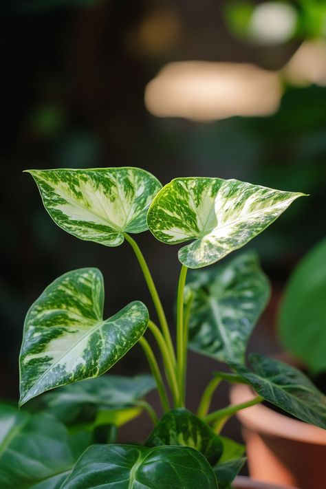 "Arrowhead Plant (Syngonium podophyllum) is a versatile and vibrant choice for any indoor garden! 🌿🌱 With its striking arrow-shaped leaves and easy-to-care-for nature, this plant adds a pop of green and a touch of elegance to any space. Whether trailing from a hanging planter or gracing a tabletop, the Arrowhead Plant adapts beautifully to various light conditions, making it a perfect addition to your home decor. 🍃✨ #ArrowheadPlant #IndoorGardening #GreenLiving #HomeDecor" Plant Vegetables, Syngonium Podophyllum, Arrowhead Plant, Hanging Planter, Hanging Planters, Green Living, Indoor Garden, Potted Plants, Indoor Plants