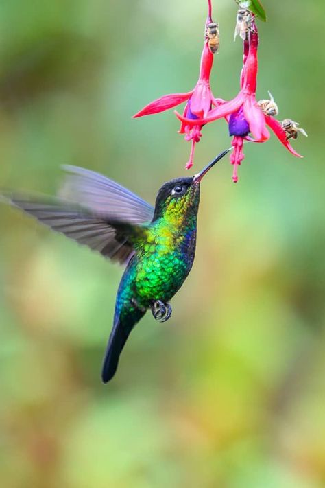 Food to Avoid Feeding Hummingbirds Insect Eggs, Hummingbird Pictures, Hummingbird Garden, Tiny Bird, How To Attract Hummingbirds, Humming Bird, Two Birds, The Secret Garden, Little Birds