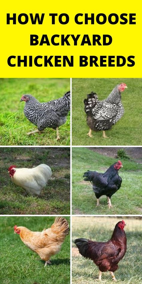 Chicken Species, Raising Chickens 101, Chicken Breeding, Chickens 101, Backyard Animals, Laying Chickens, Chicken Care, Types Of Chickens, Regenerative Agriculture