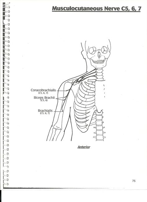 musculocutaneous nerve Upper Limb Nerve Supply, Olfactory Nerve, Nerve Supply Of Upper Limb, Vestibulocochlear Nerve, Nerve Innervation Anatomy, Pta Programs, Physical Therapy School, Physical Therapy Student, Human Muscle Anatomy