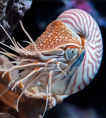 Weird Looking Animals, Ocean Life Photography, Chambered Nautilus, Salt Water Fish, Monterey Bay Aquarium, Octopus Art, Beautiful Sea Creatures, Marine Fish, Underwater Creatures