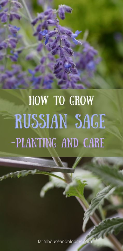 two pictures of Russian Sage plants Sage Bush, Growing Sage, Autumn Sage, Russian Sage, Sage Plant, Purple Sage, Perennial Flowers, This Heat, Hardy Perennials