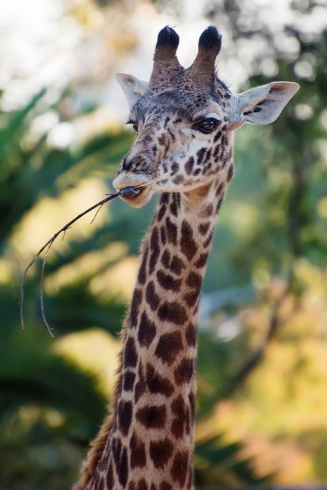 Masai giraffe (Giraffa camelopardalis tippelskirchi) - ZooChat Masai Giraffe, Community Signs, San Diego Zoo, Giraffes, Animals