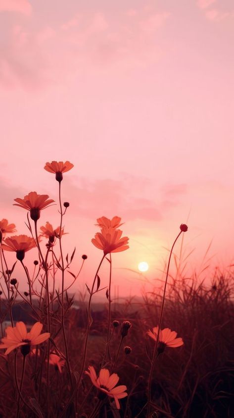 Sunset sky flower sunlight outdoors. | premium image by rawpixel.com Flower With Sunset, Iphone Sunset Wallpaper, Wallpaper Iphone Sunset, Sunsets And Flowers, Sunset With Flowers, Iphone Wallpaper Plain, Autumn Iphone Wallpaper, Iphone Wallpaper Autumn, Butterfly Sunset