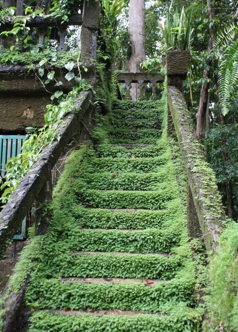 Patronella Park Innisfail Qld. Australia. Moss Covered Building, Green Stairs, Natural Path, Manor Garden, Garden Stairs, Moss Covered, Green Things, Stone Garden, Stairway To Heaven