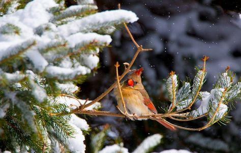 How to Create Winter Shelter for Birds Cardinals In Snow, Heated Bird Bath, Beautiful Winter Pictures, Winter Safety, Bird Facts, Hanging Flower Baskets, Bird Photos, Bee Garden, Cedar Trees