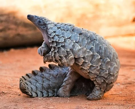 Pangolin Pangolin Drawing, Sunda Pangolin, Animal Study, Interesting Animals, Nat Geo, Unusual Animals, Reptiles And Amphibians, Zoology, Cute Creatures