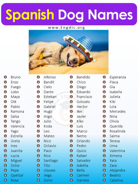 When it comes to choosing an appropriate name for your new pup, it can be difficult to find one that really suits their personality. Do you want something classic or trendy? Something traditional or unique? Whatever your choice may be, if you’re looking to inject some Latin flair into the mix of potential monikers, consider these male and female Spanish dog names. Whether you’ve just brought a Chihuahua home, adopted an Alaskan Malamute puppy or rescued a German Shephard, there are plenty of per Latin Pet Names For Girlfriend, Spanish Male Names, Pet Names In Latin, Spanish Dog Names Boy, Girl Puppy Names Unique, Male Dogs Names Unique, Boy Puppy Names Unique, Cool Dog Names Boys, Spanish Dog Names