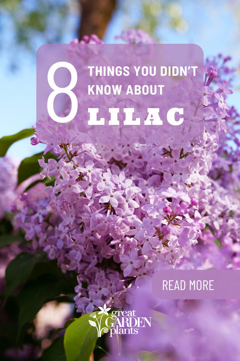 Lilac Shrub Landscaping, White Lilac Bush, Lilac Hedges For Privacy, Lilac Bush Landscaping, Lilac Recipes, Lilac Hedge, Lilac Shrub, Flower Planting Guide, Lilac Plant