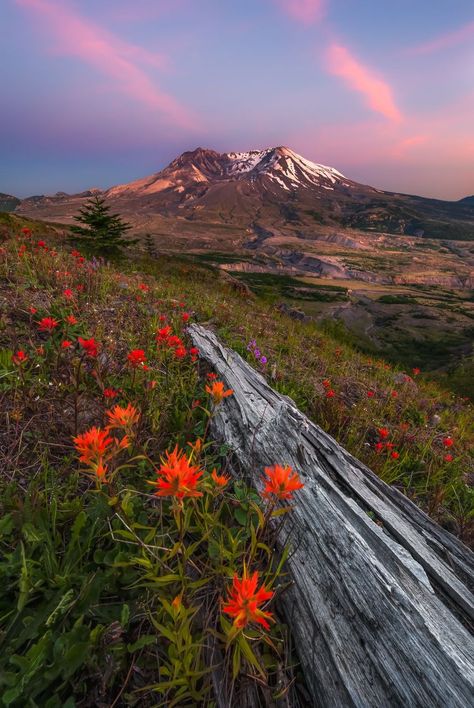 Mt. St. Helens, WA Mt Saint Helens, Mt St Helens, Saint Helens, St Helens, Wonders Of The World, Great Places, Places To Travel, Wild Flowers, Washington