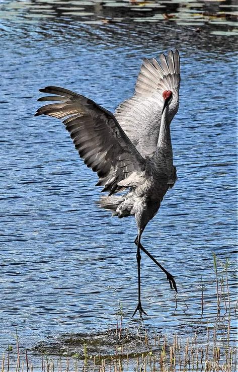 Crane Dance, Holy Trinity Tattoo, Sandhill Crane, Animal Study, Crane Bird, Animal Totems, Sea Waves, Bird Drawings, Wild Birds