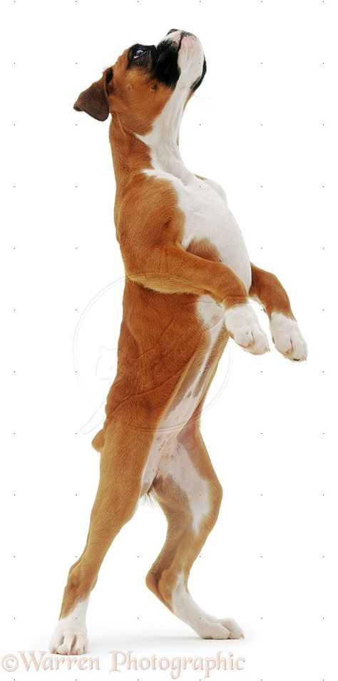 dogs standing up | Dog Standing On Hind Legs Dog On Two Legs Drawing, Dog On Hind Legs Reference, Dogs Standing Up, Dog Legs Drawing, Dog Leg Reference, Dog Legs Reference, Dog Paws Reference, Wolf Standing On Hind Legs Drawing, Dog Reference Photos For Artists