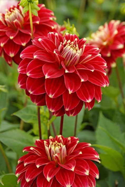 Flower Descriptions, Red Dahlia Flower, Spring Planting, Red Dahlia, Euphorbia Milii, Very Beautiful Flowers, Large Flower Arrangements, Red Plants, Flower Bulbs