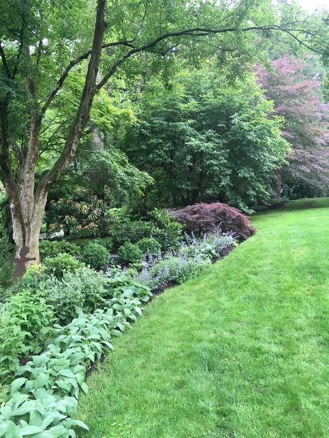 Part shade border at a friends garden- lambs ear, nepeta, japanese maple Lambs Ear Garden Border, Lambs Ear Landscaping Border, Lambs Ear Border, Lambs Ear Landscaping, Plants For Landscaping, Flower Species, Angel Garden, Garden Shade, Landscape Borders