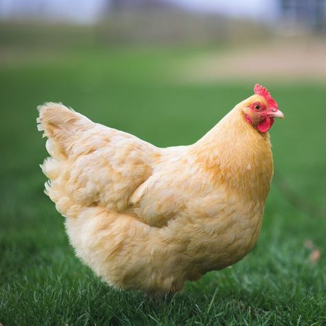 Orpington Chickens, Buff Orpington Chickens, Australorp Chicken, Black Australorp, Jersey Giant, Sussex Chicken, Buff Orpington, Easter Eggers, Pet Chicken