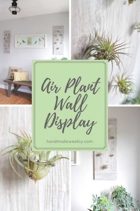 Air plant display | How to display air plants | air plant wall art | Wooden air plant holder | Air plant holders #airplants #wallart #diydecor #airplantdisplay #airplantholder Air Plant Wall Display, Plant Wall Display, Air Plant Wall, Airplant Wall, Fathersday Crafts, Air Plants Care, Air Plant Display, Printable Downloads, Build Plans