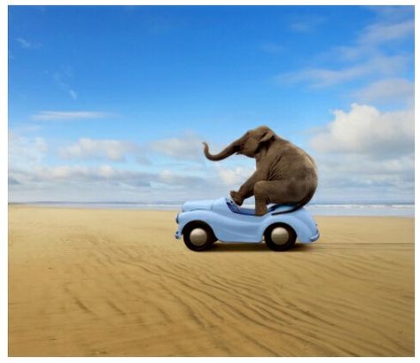 Elephant In Blue Car: Photography By - Bob Elsdale - [http://www.gettyimages.com] Picture Of Elephant, Air Arabia, Poetry Painting, Funny Animal Art, Stock Photos Funny, Elephant Artwork, Elephants Photos, Car Stock, Whatsapp Profile Picture