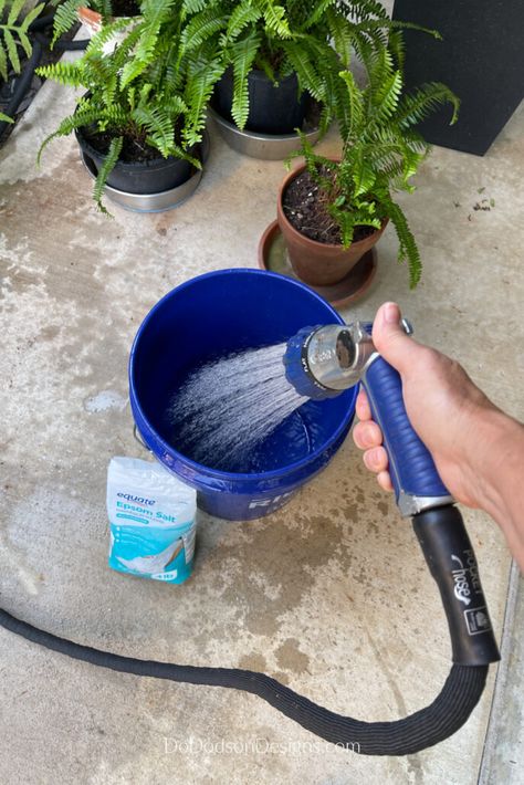 Ferns And Epsom Salt, How To Water Ferns With Epsom Salt, Epsom Salt For Ferns, Fern Care, Boston Fern Care, Epson Salt Bath, Epsom Salt For Plants, Fern Planters, Water Ferns