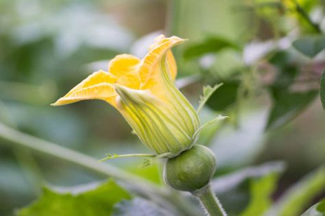 Watermelon Vines, Fruits Bowl, Watermelon Flower, Watermelon Plant, Flowers Aesthetic, Juicy Fruit, Flowers Garden, Plant Growth, Growing Flowers