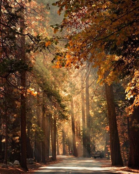 Plant Outdoor, Autumn Magic, Autumn Scenes, Tall Trees, Autumn Scenery, Autumn Beauty, Fall Pictures, Autumn Cozy, Autumn Aesthetic