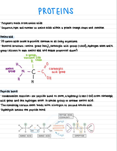 Chemical Bonds Notes, Acids And Bases Chemistry Notes, Biology Concepts, Mcat Amino Acids, Ionic And Molecular Compounds, Types Of Bonds Chemistry, Biological Molecules, Biochemistry Amino Acids, Protein Structure